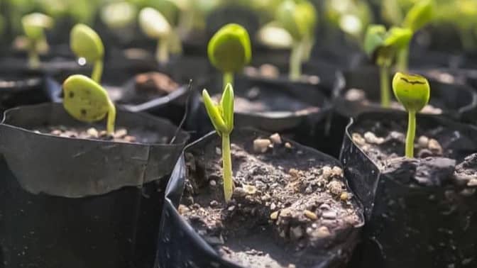 مزایای کاشت نهال در کیسه نایلونی