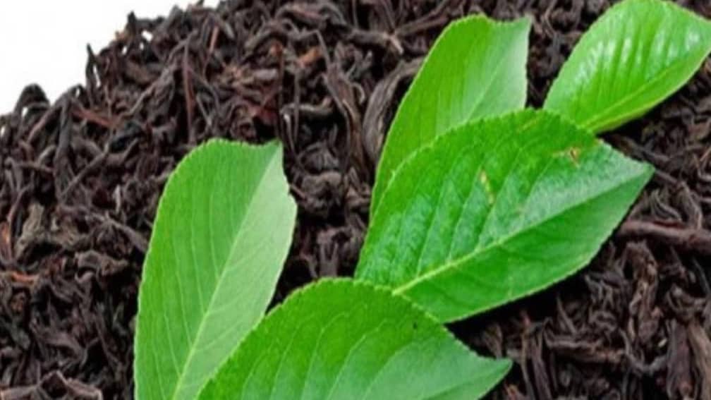 فروش چای ایرانی سنتی دستچین شده چایچینو در بروجن