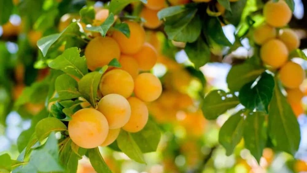 اصول کاشت نهال