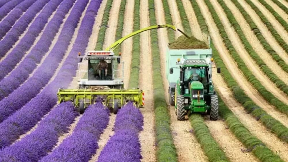 دستگاه برداشت گیاهان دارویی