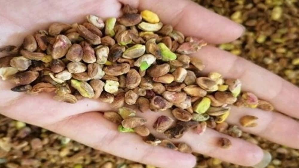مغز پسته گندمی در رفسنجان