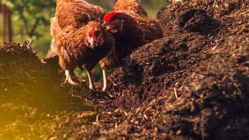 پخش کود حیوانی در تهران