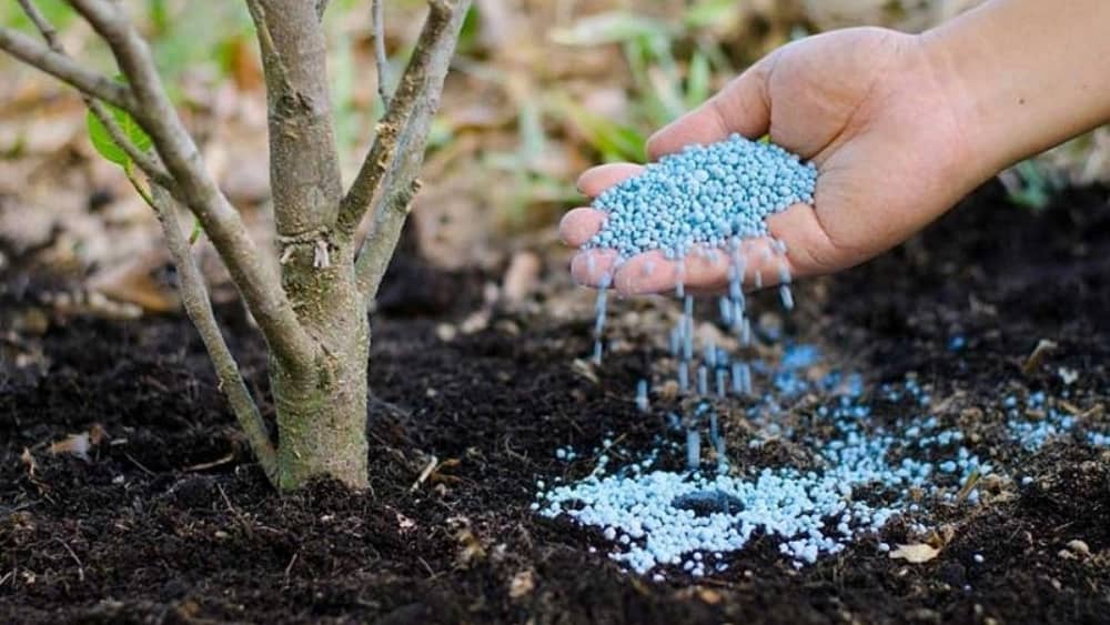 فروش نهال گردو در همدان