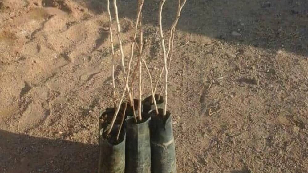 نهال یک ساله