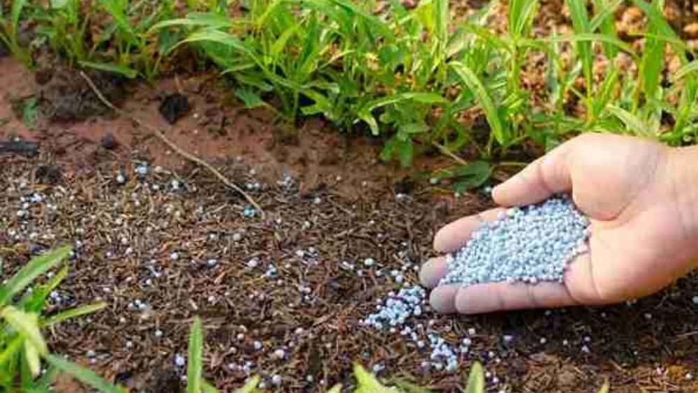 تولید کودهای شیمیایی در کرج