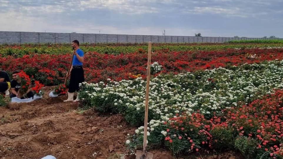 نهالستان الماس جنوب