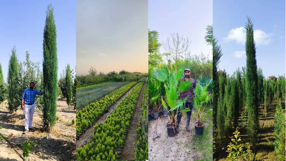 پرورش گل وگیاه نهال گستر در گلستان