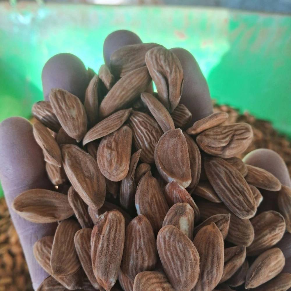 بادام درختی