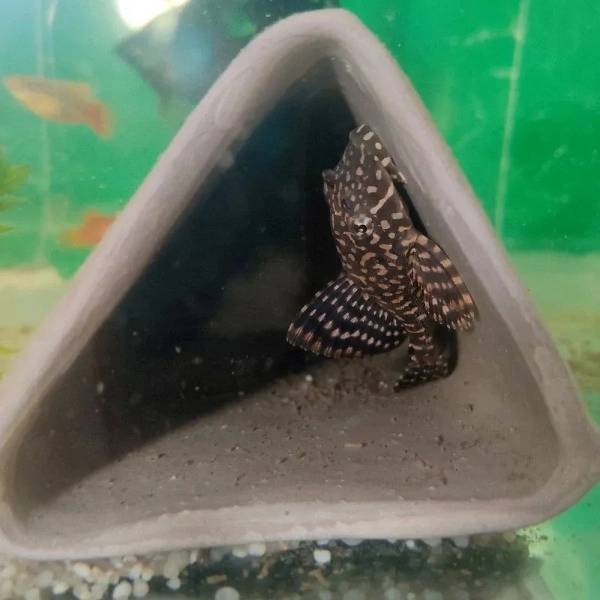 1690780925627.webp