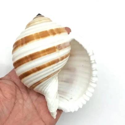 1690796744686.webp