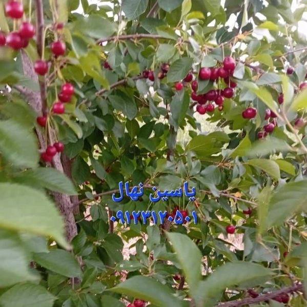 1704265828996.webp