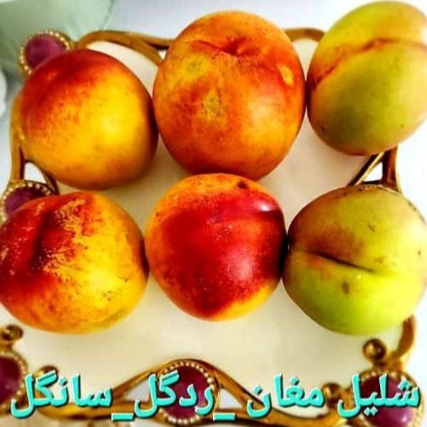1704265933643.webp