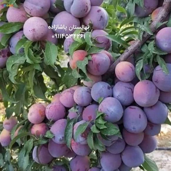 1715408795789.webp