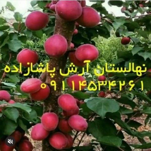 1715408844381.webp