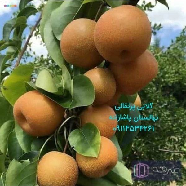 1715408894836.webp