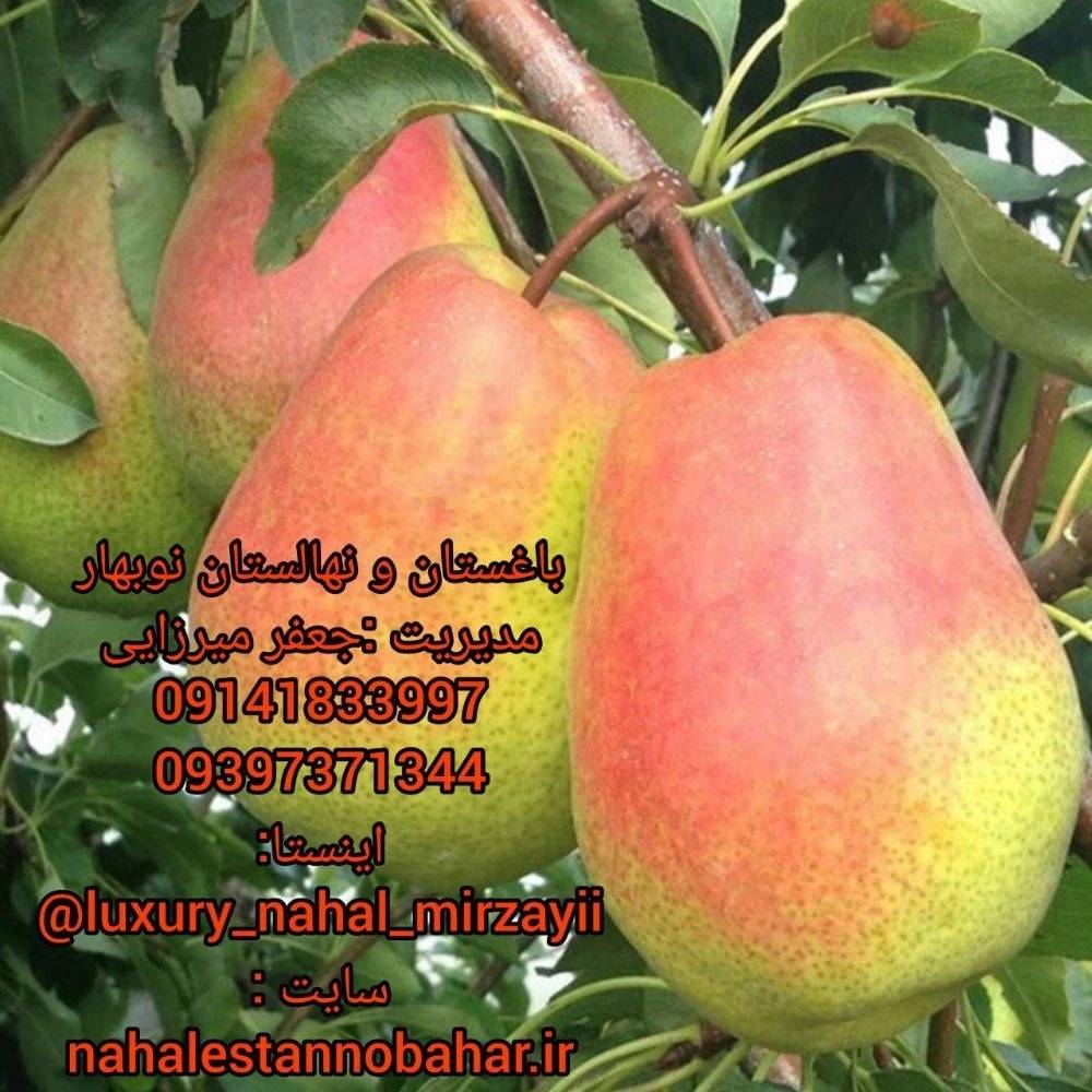 1731139300907.webp
