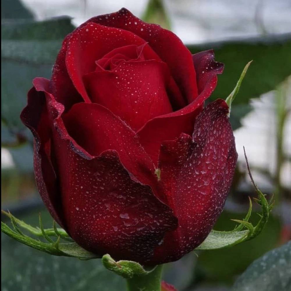 1731744715254.webp
