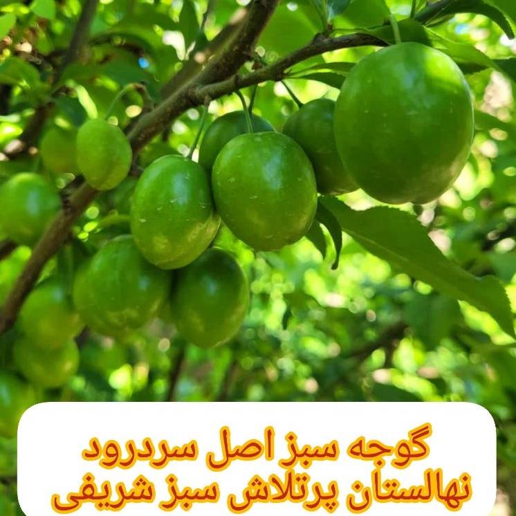 1734430464382.webp