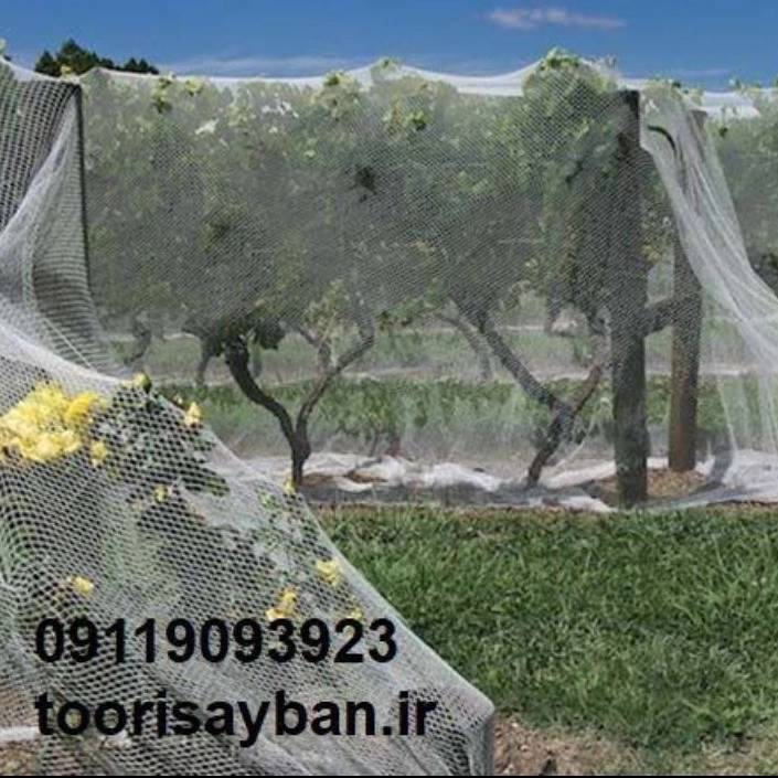 1739340945905.webp