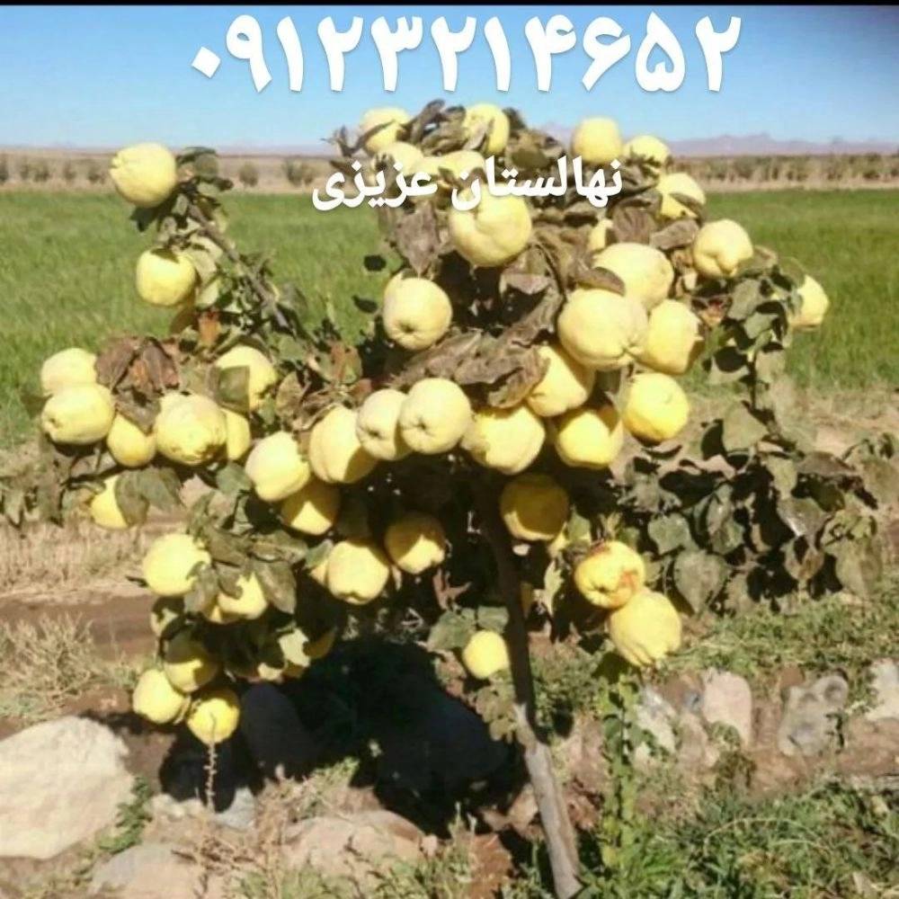 1739791274135.webp
