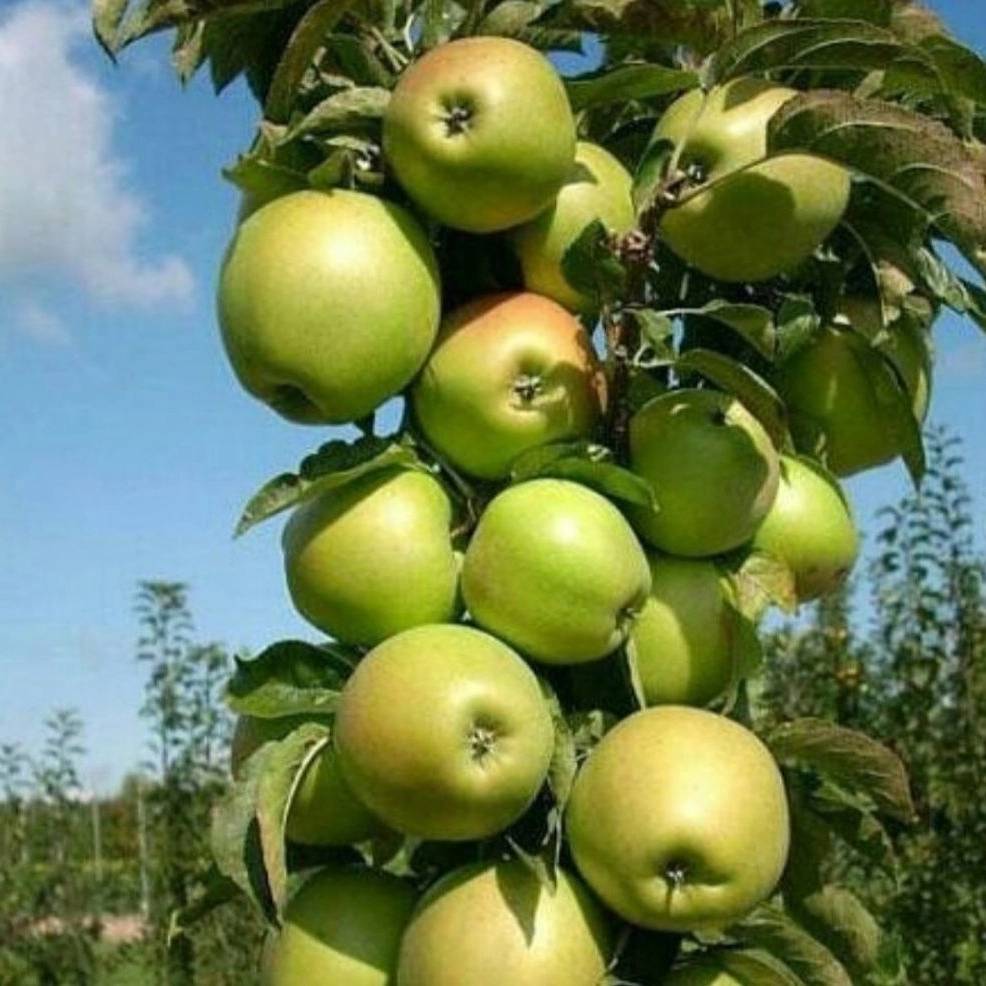 1739791501390.webp