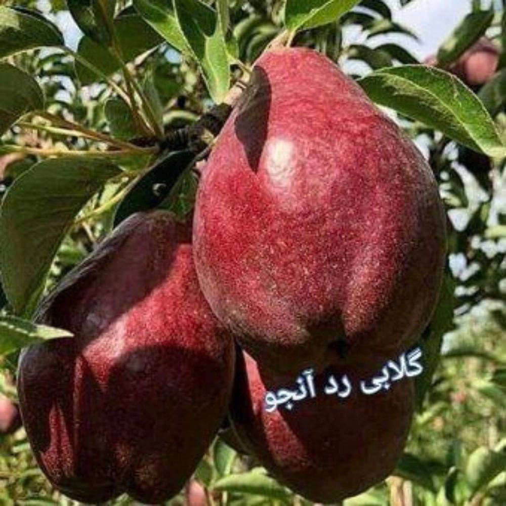 1739791691974.webp