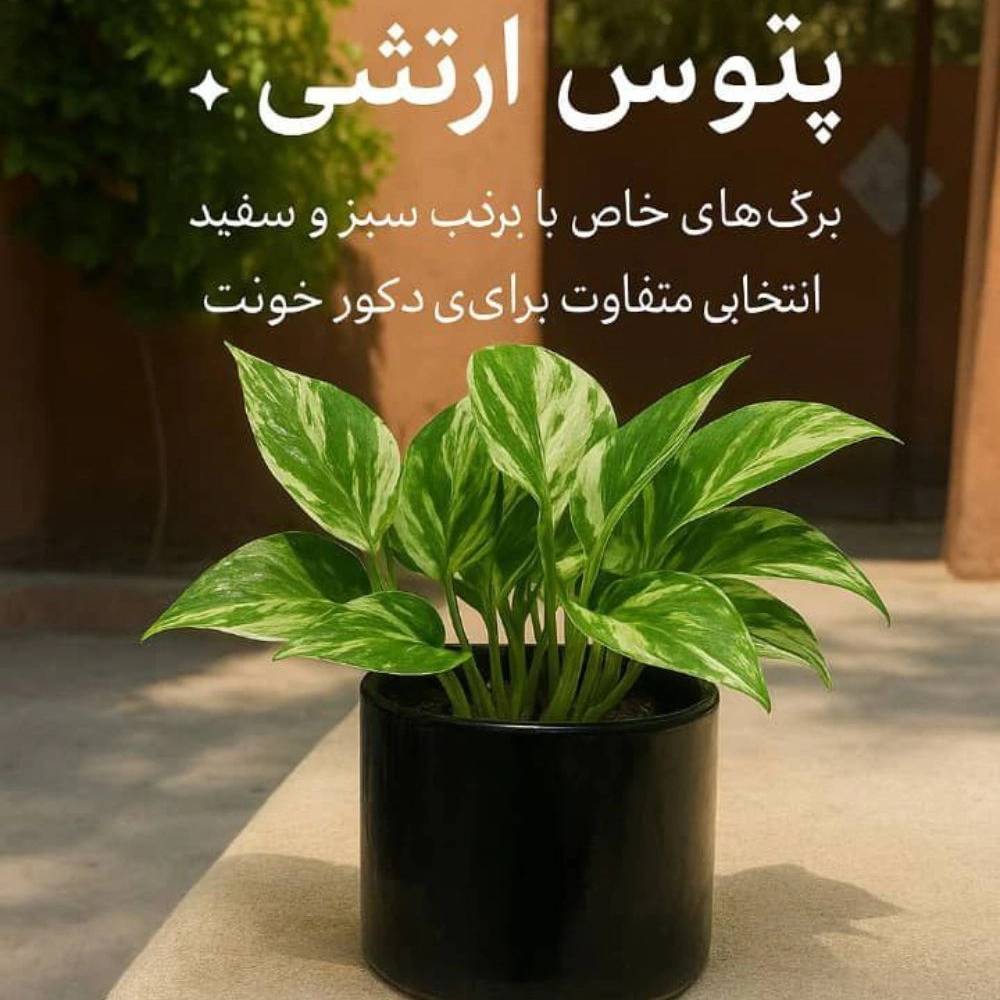 1758795776993.webp