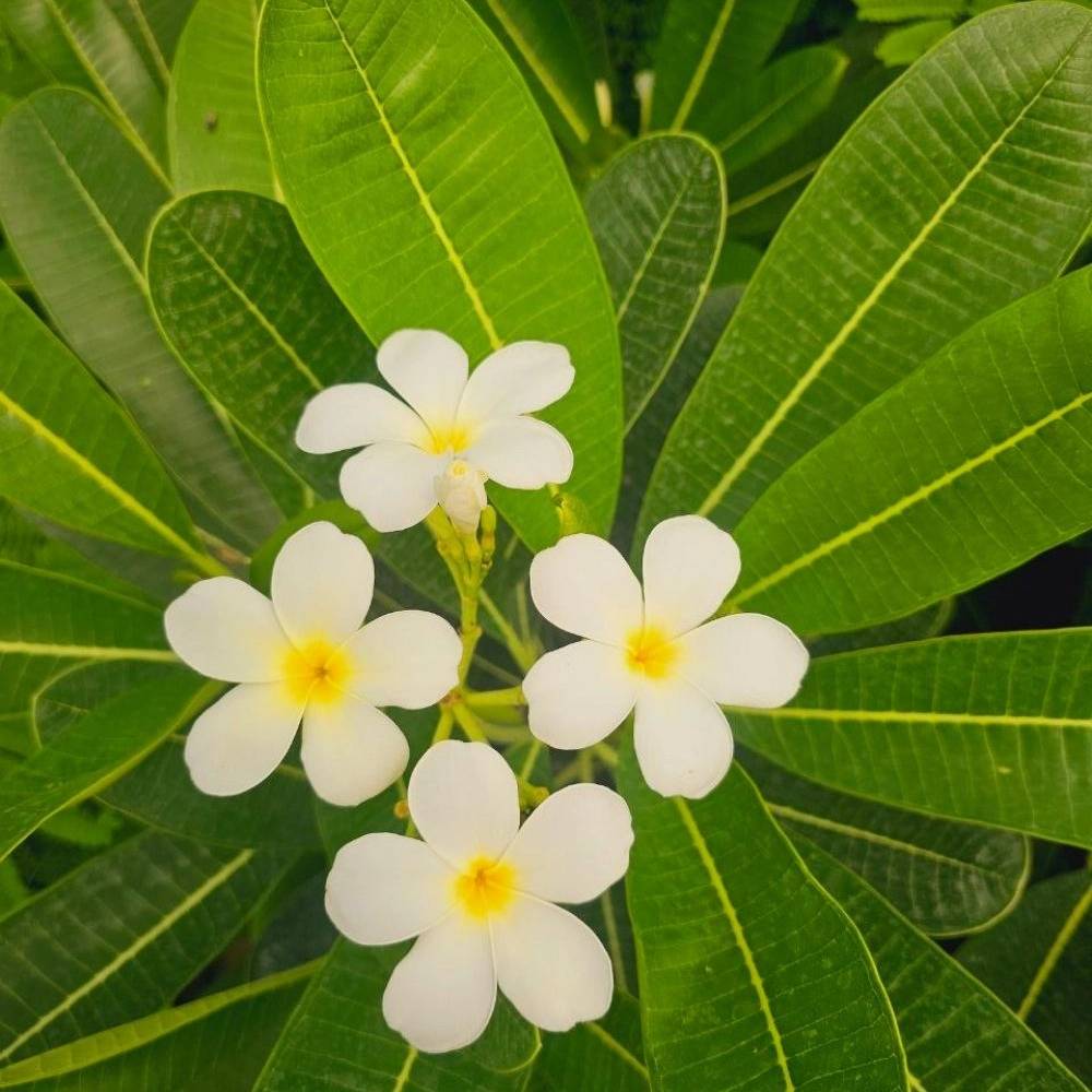1759301216397.webp