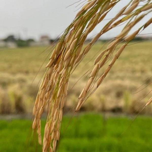 1724322935490.webp