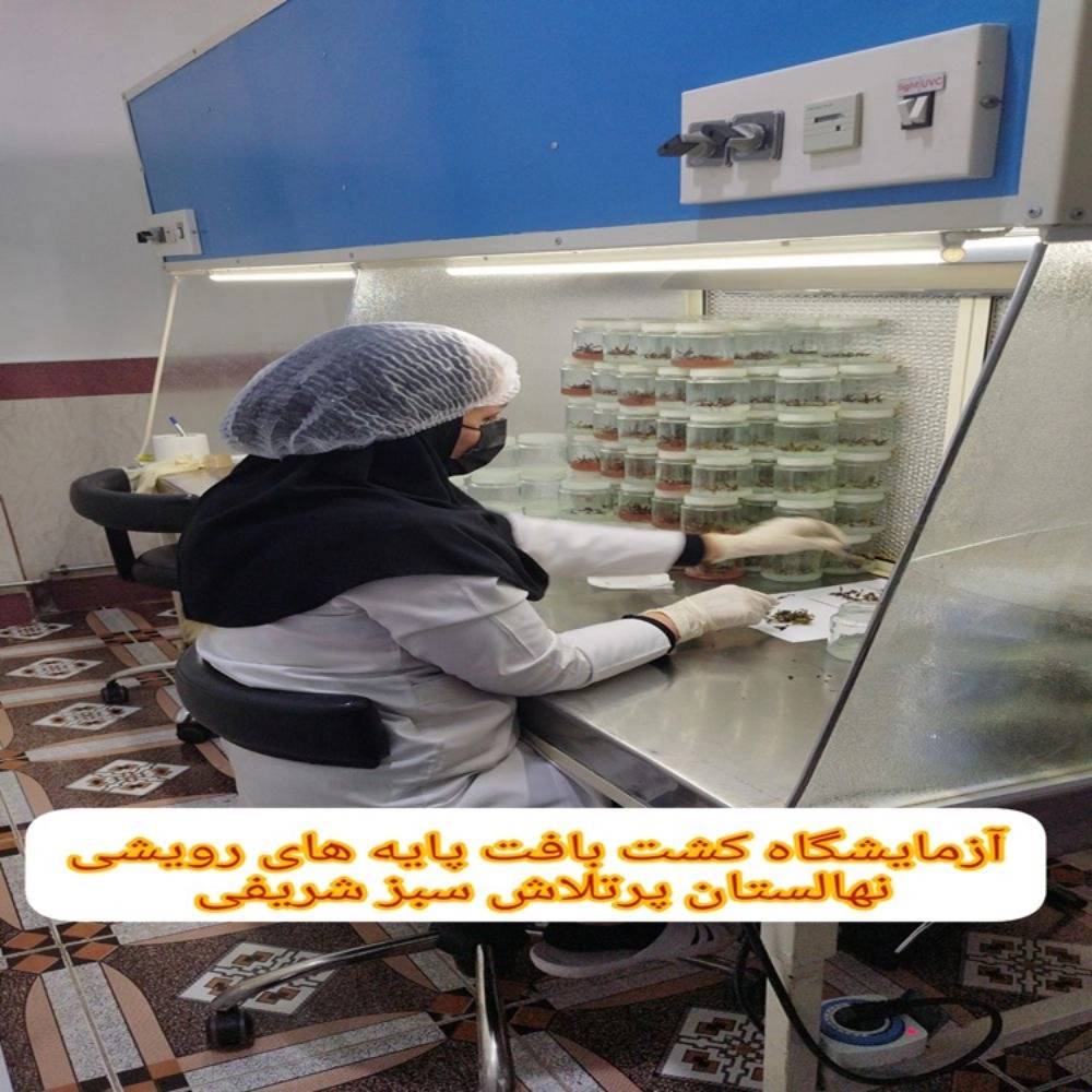 1734339526051.webp