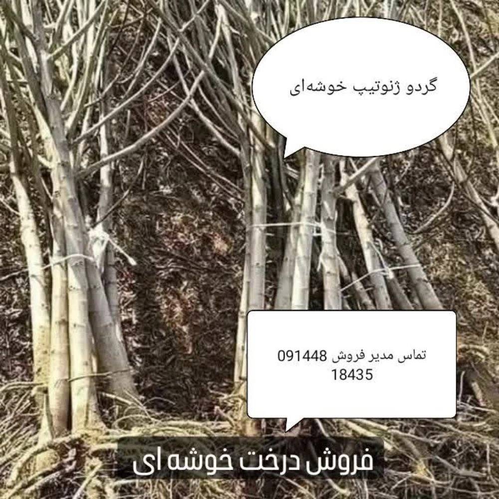 1770545756208.webp