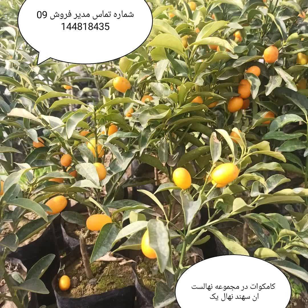 1770545763342.webp