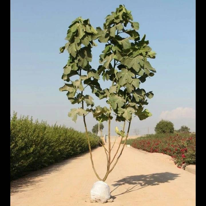 1693911592864.webp