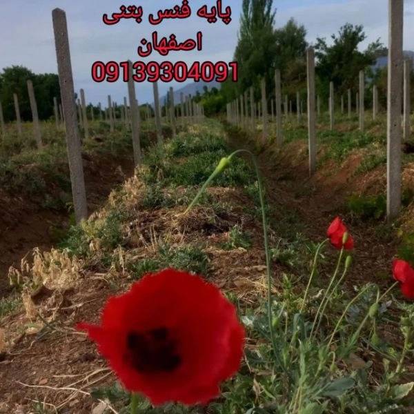 1698902768370.webp