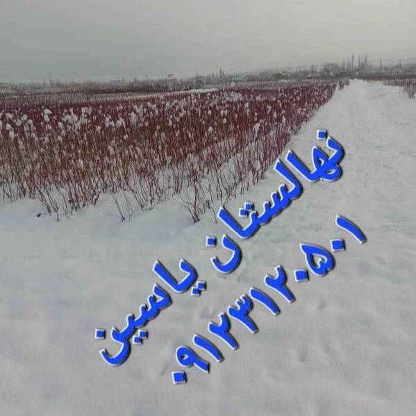 1706343105355.webp