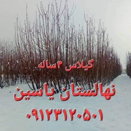 1706343176064.webp