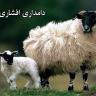 Afshari Livestock Farm sells and distributes live sheep, ewes, chickens and roosters with free service in Mehrdasht Karaj