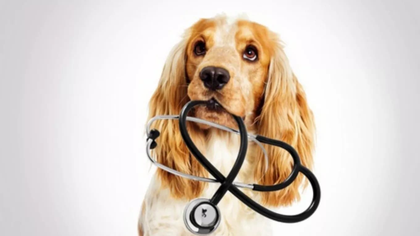 Chekauk Animal Medical Clinic