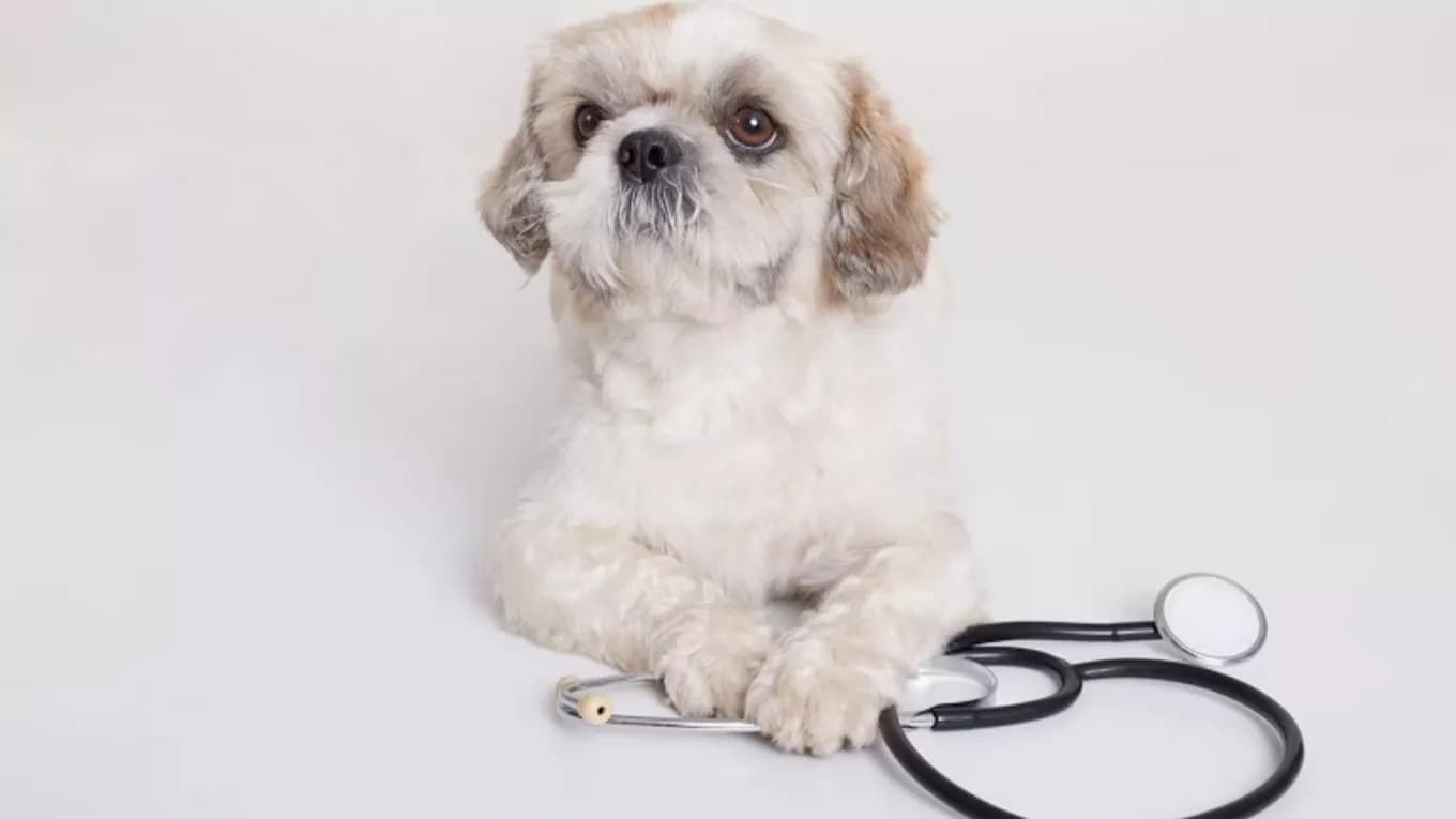 Chekauk Animal Medical Clinic
