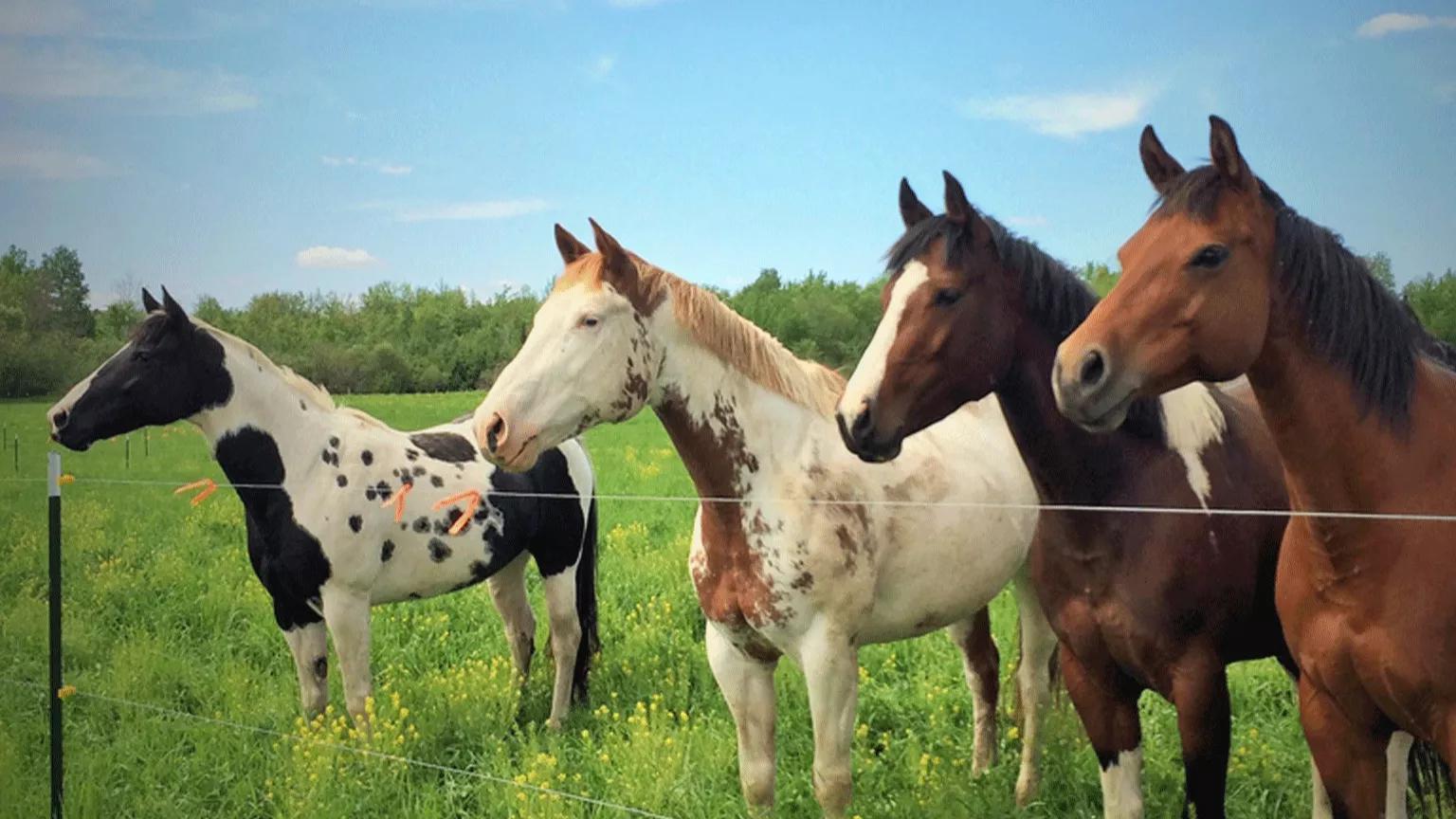 🛑 The appearance of the horse