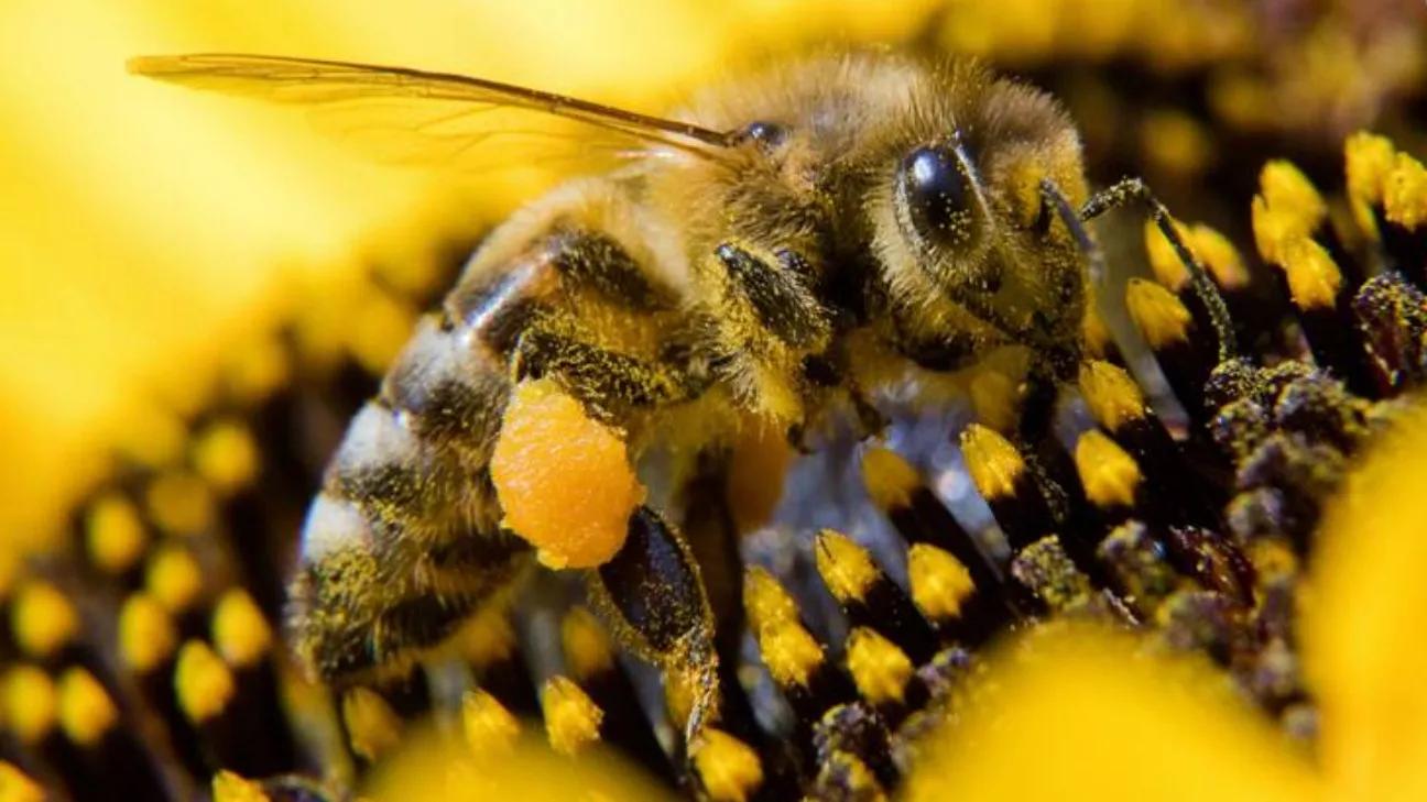 Tips about bees