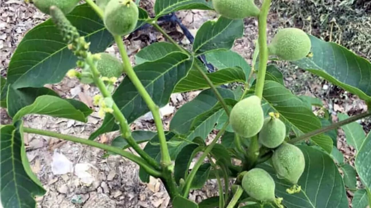 آموزش کاشت نهال گردو