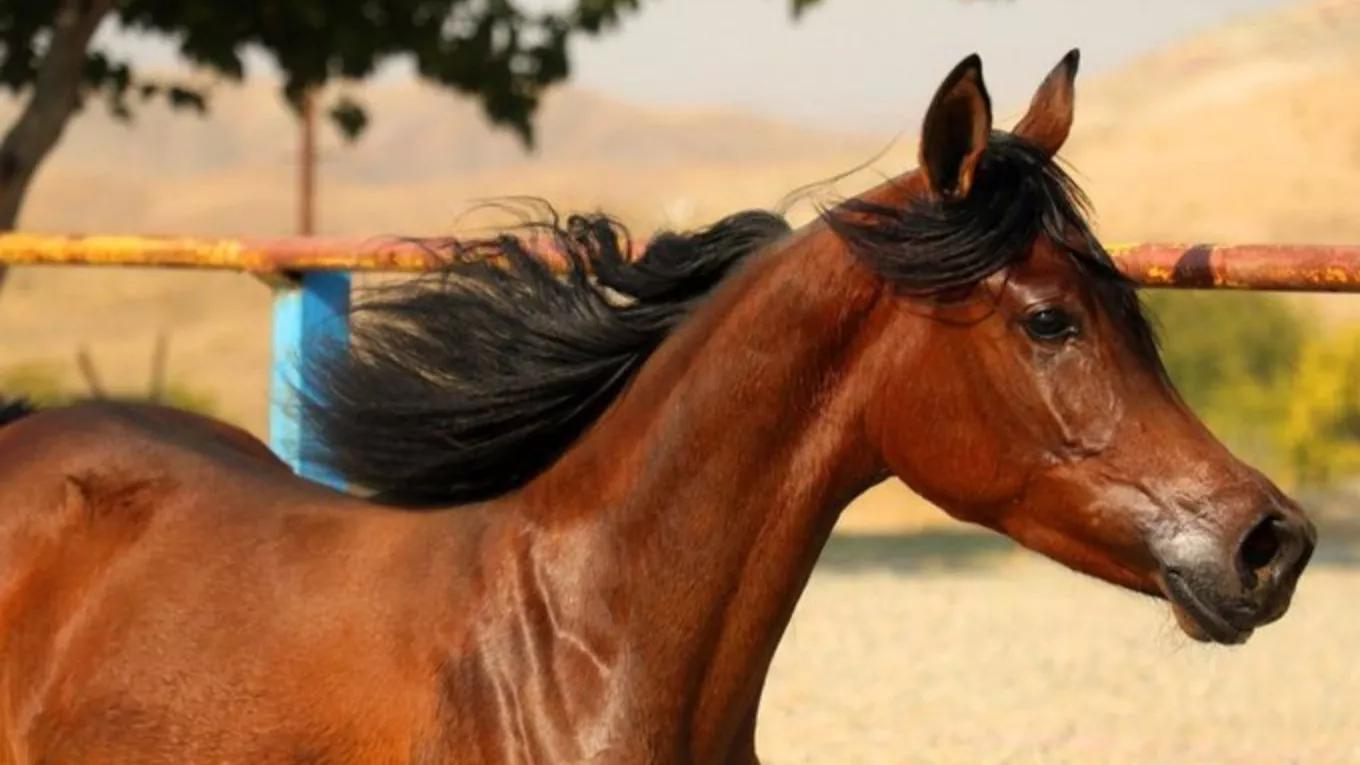 5 of the most popular horse breeds in the world