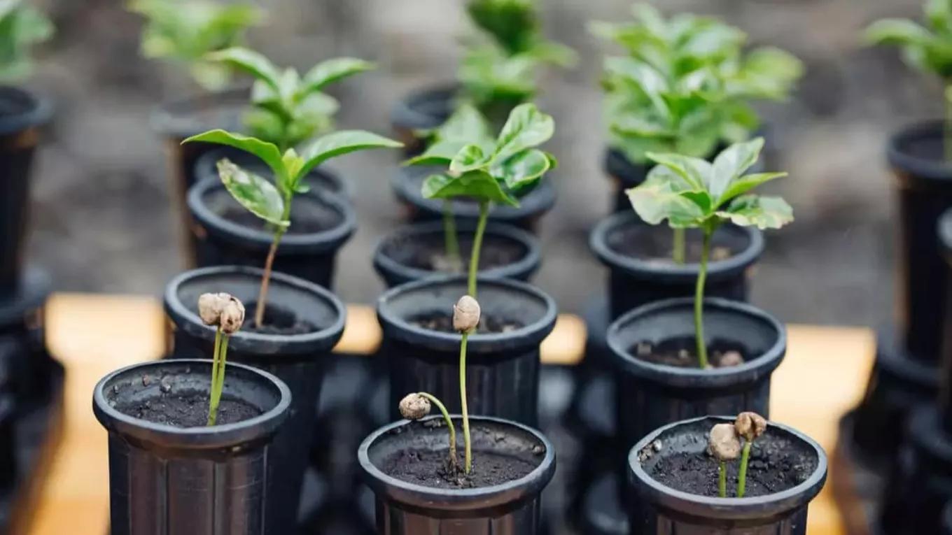 The best time to plant