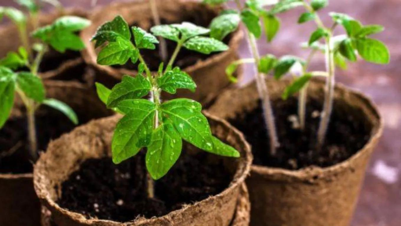 Important tips for planting seedlings