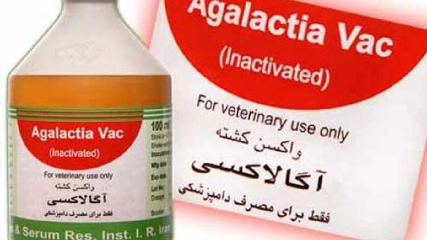 Acquaintance with animal vaccines (Agalaxia vaccine)