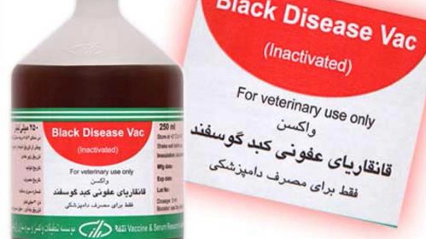 التعرف على اللقاحات الحيوانية (لقاح الغرغرينا الكبدية المعدية)