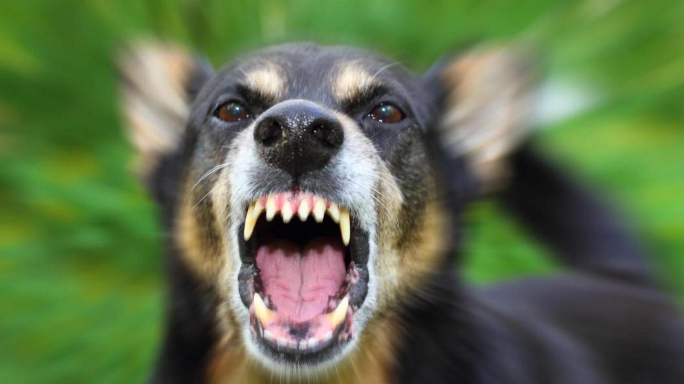 Familiarity with rabies