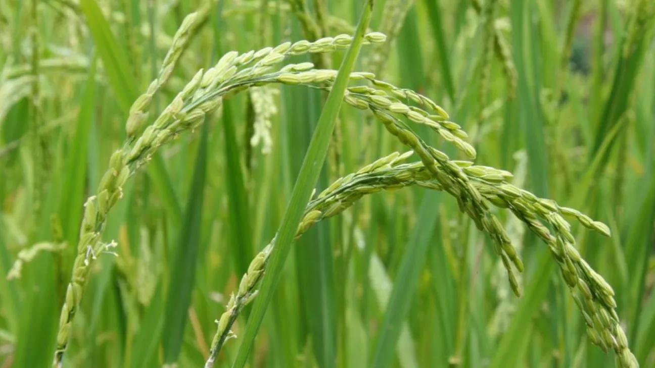 The best time to fertilize rice