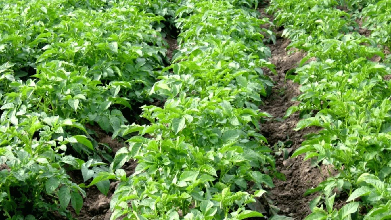 5 of the best and most profitable agricultural seeds to plant
